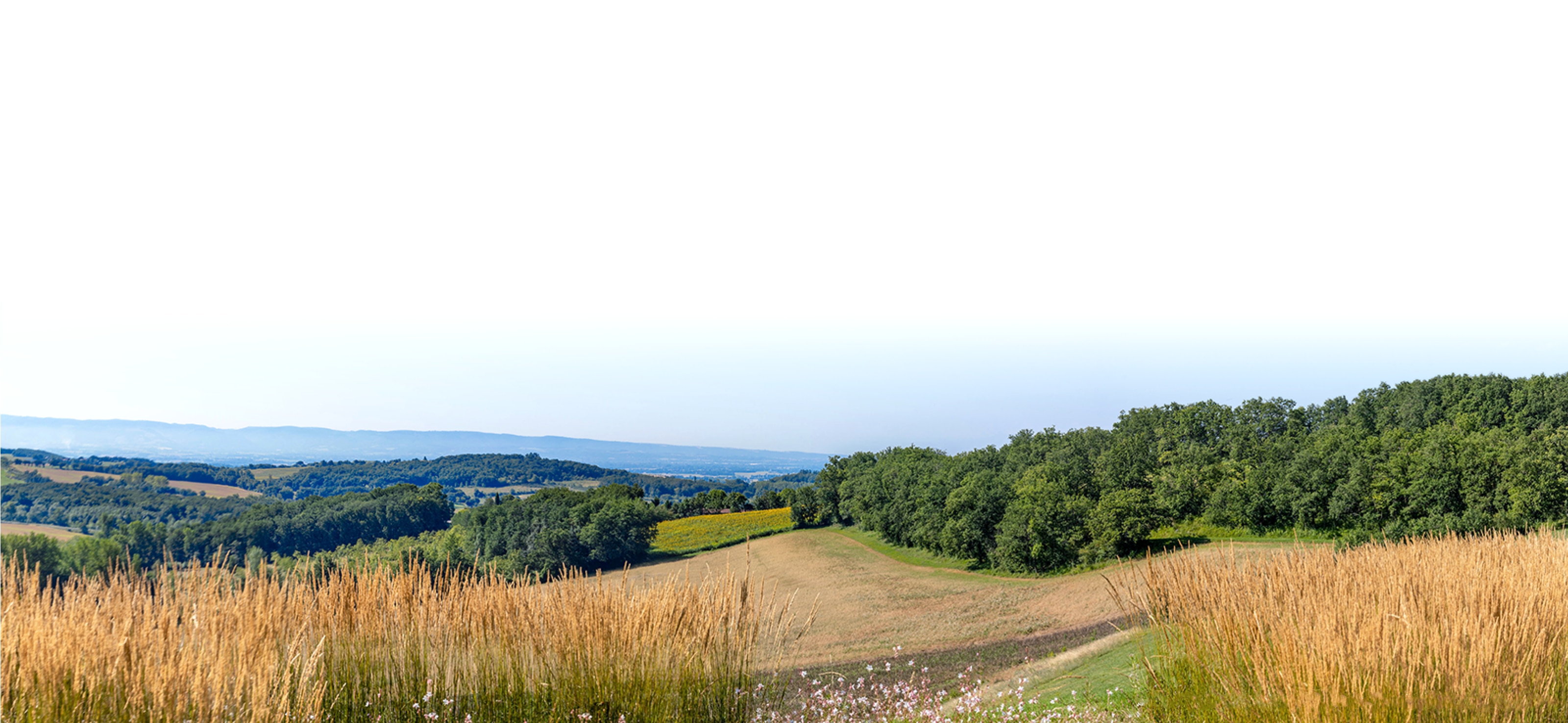 field