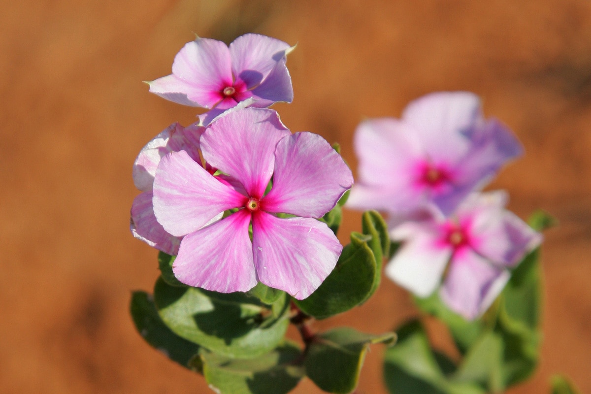 60th_anniversary_periwinkle