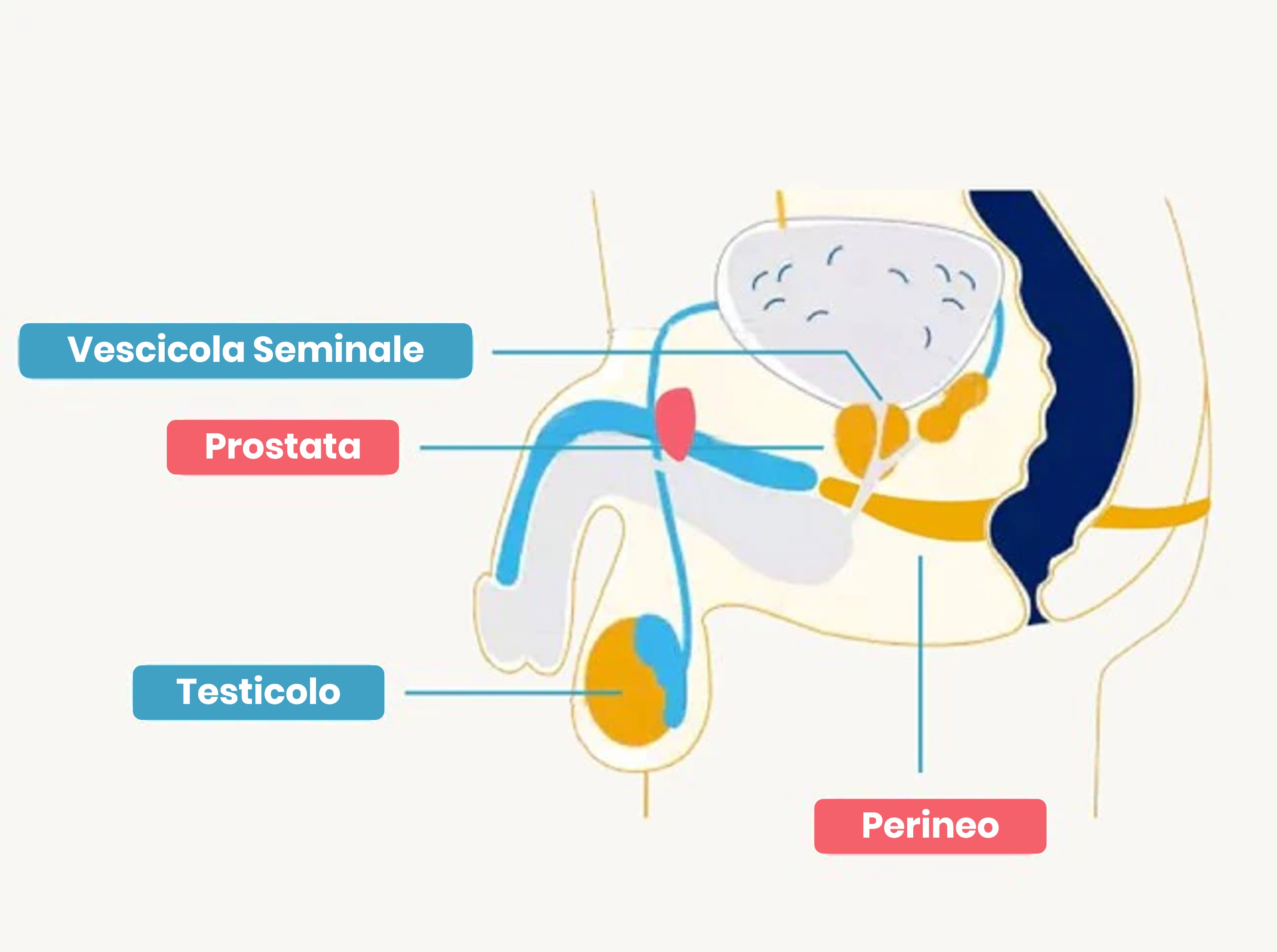 Immagine struttura prostata