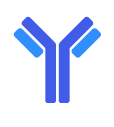 Antibody