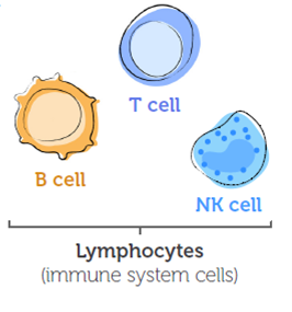 B-cells