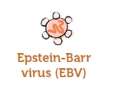 EBV