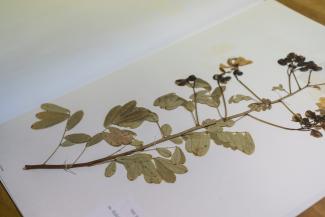 Picture of plan specimen on herbarium