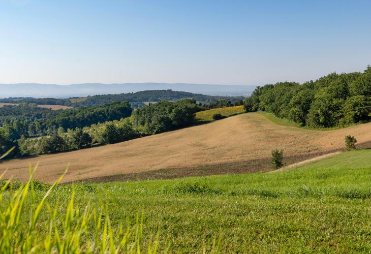 champs d'Avoine Rhealba de Puylaurens
