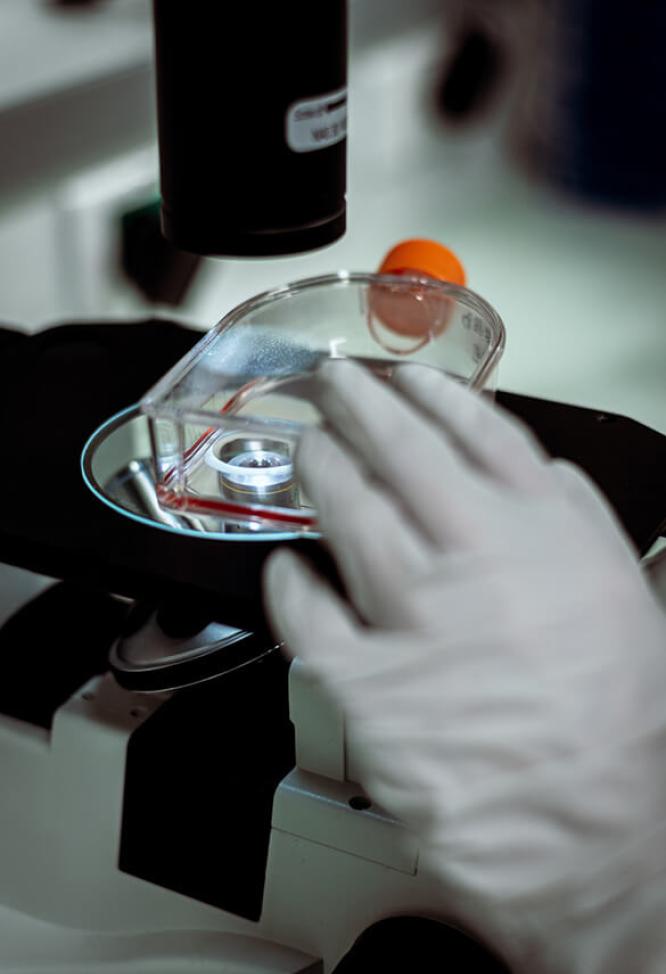 Un chercheur manipulant une boîte de Petri sous un microscope