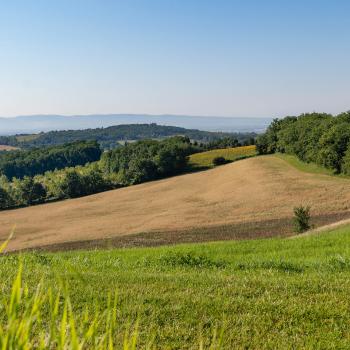 champs d'Avoine Rhealba de Puylaurens